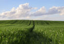 Global Fertilizer Prices Climb as Supply Stays Tight