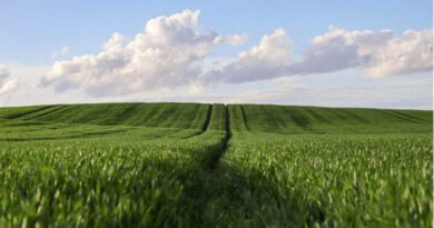 Global Fertilizer Prices Climb as Supply Stays Tight Global Fertilizer Prices Climb as Supply Stays Tight