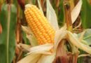 Global Study Maps Path for Green and Efficient Maize to Lift Yields While Cutting Nitrogen Pollution