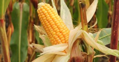 Global Study Maps Path for Green and Efficient Maize to Lift Yields While Cutting Nitrogen Pollution