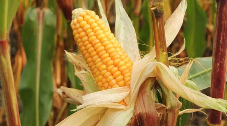 Global Study Maps Path for Green and Efficient Maize to Lift Yields While Cutting Nitrogen Pollution