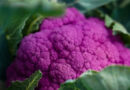 Growing Better Broccoli Together