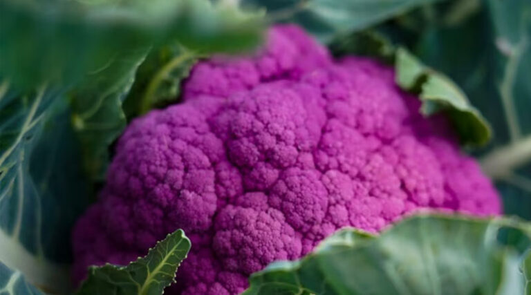 Growing Better Broccoli Together