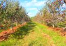Himachal Monsoon Damage Tops Rs 1,550 Crore as Rains Threaten Already Battered Apple Harvest