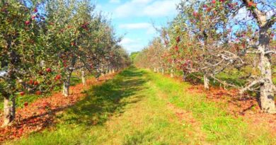 Himachal Monsoon Damage Tops Rs 1,550 Crore as Rains Threaten Already Battered Apple Harvest