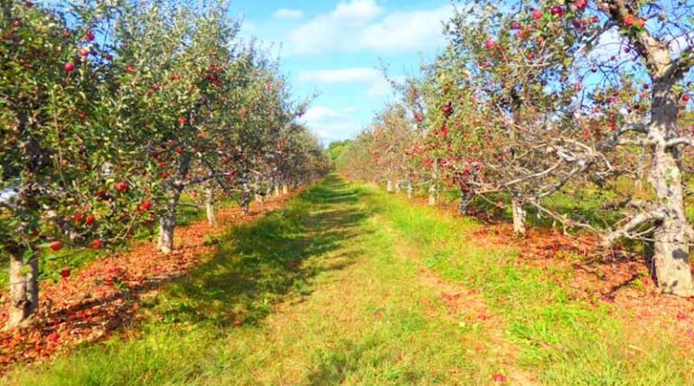 Himachal Monsoon Damage Tops Rs 1,550 Crore as Rains Threaten Already Battered Apple Harvest