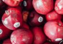 How to Build Global Brands in the Indian Horticulture Sector