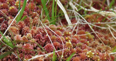 Hutton to Lead £2.7 Million Project To Safeguard Peat Moss Against Changing Climate