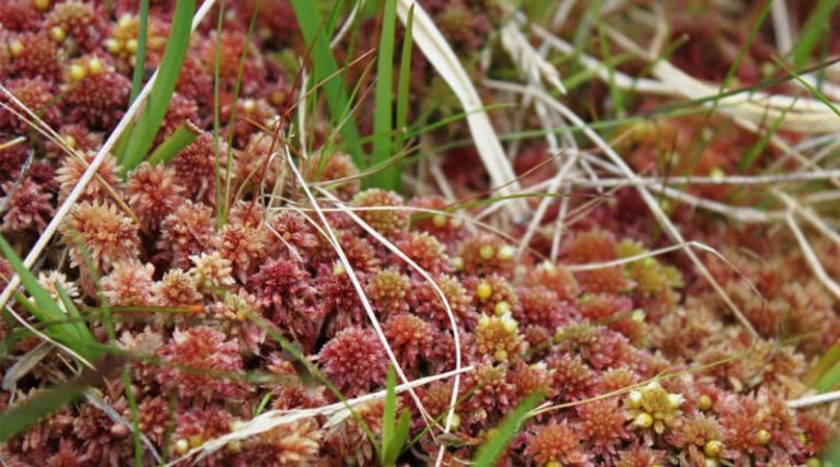 Hutton to Lead £2.7 Million Project To Safeguard Peat Moss Against Changing Climate