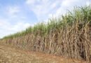 ICAR-SBI Breeds Three Disease-Resistant Sugarcane Varieties for India's Cane Belt