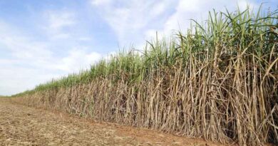 ICAR-SBI Breeds Three Disease-Resistant Sugarcane Varieties for India's Cane Belt