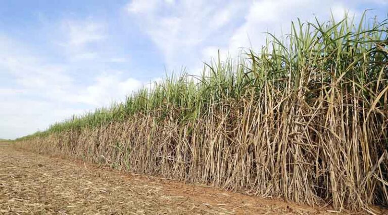 ICAR-SBI Breeds Three Disease-Resistant Sugarcane Varieties for India's Cane Belt