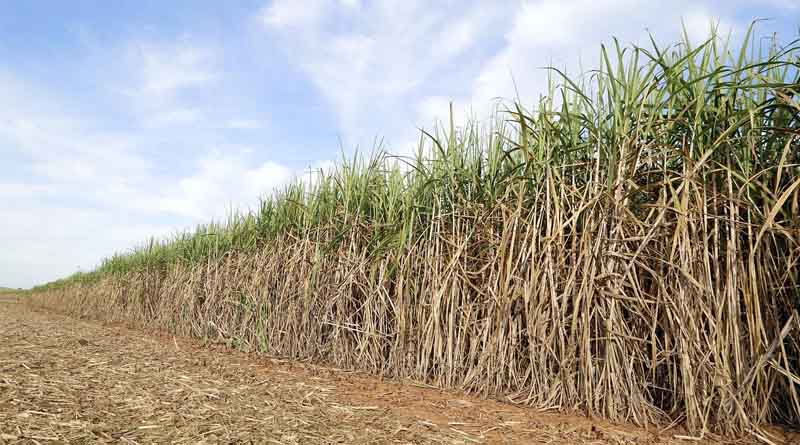 ICAR-SBI Breeds Three Disease-Resistant Sugarcane Varieties for India's Cane Belt