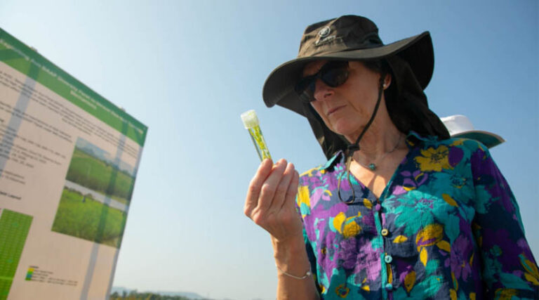 IRRI, Nottingham Scientists Join Forces To Develop Rice That Can Withstand Rising Temperatures