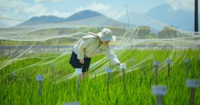 IRRI and CIMMYT Strengthen Collaboration To Accelerate Delivery Of Climate-resilient Crop Varieties