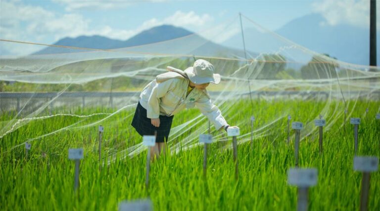 IRRI and CIMMYT Strengthen Collaboration To Accelerate Delivery Of Climate-resilient Crop Varieties