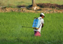 India Bans Paraquat, Cancels Existing Certificates