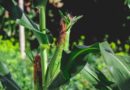 India Corn Production Lowered as Weak Monsoon Weighs on Kharif Crop