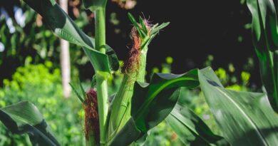 India Corn Production Lowered as Weak Monsoon Weighs on Kharif Crop