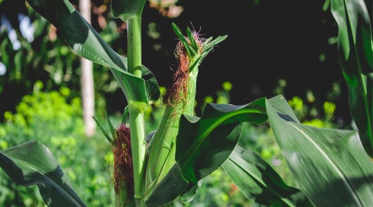 India Corn Production Lowered as Weak Monsoon Weighs on Kharif Crop