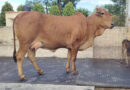 India Produces First Badri Cattle Calf Through OPU-IVF Technology