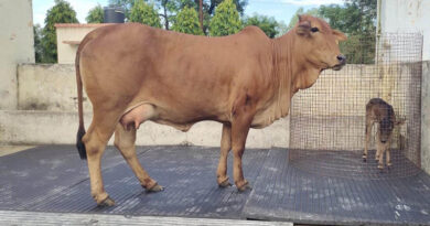 India Produces First Badri Cattle Calf Through OPU-IVF Technology