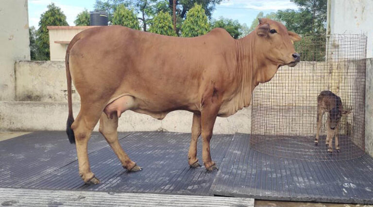 India Produces First Badri Cattle Calf Through OPU-IVF Technology