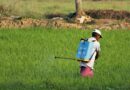 India Shifts Pesticide Industry to Digital-Only Licensing and Compliance from September 15