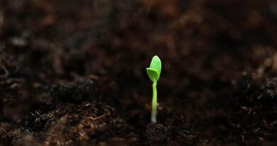 Indian Researchers Map an AI Path to Climate-Resilient, Nutrient-Rich Crops