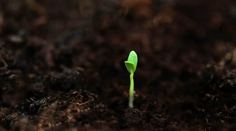 Indian Researchers Map an AI Path to Climate-Resilient, Nutrient-Rich Crops