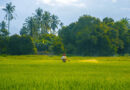 India’s 476th Registration Committee Meeting (CIB&RC) Clears New Pesticide Registrations for Key Crops