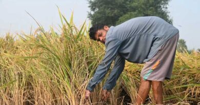 India's Kharif Sowing Falls Below Last Year as Weak Monsoon Hits Rice