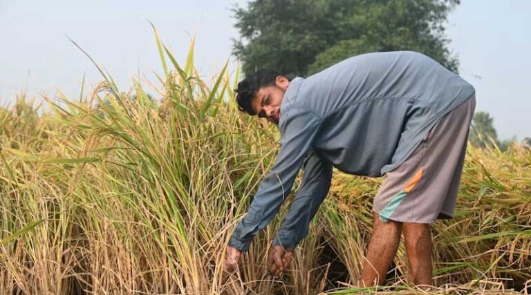India's Kharif Sowing Falls Below Last Year as Weak Monsoon Hits Rice