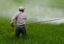 India's New Insecticides Rules Force Pesticide Industry Onto Digital Systems Starting Today