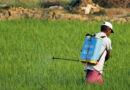 India’s Proposed Paraquat Ban Could Reshape Agrochemical Supply Chain