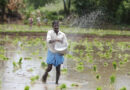 India's Rice Exporters Flag Pesticide Residue Compliance Gaps as Shipment Rejections Mount