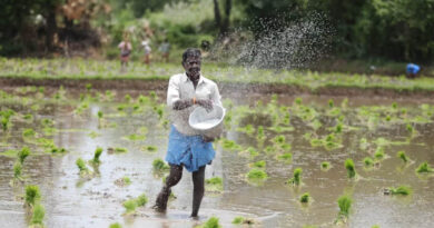 India's Rice Exporters Flag Pesticide Residue Compliance Gaps as Shipment Rejections Mount