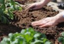 Invisible, Indispensable Why COP31 Must Put Microbial Ecosystems on the Climate Agenda