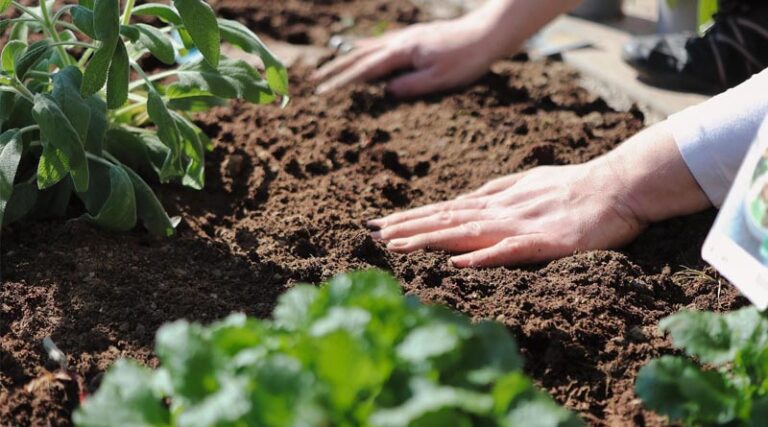 Invisible, Indispensable Why COP31 Must Put Microbial Ecosystems on the Climate Agenda