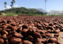 Ivory Coast Cuts Cocoa Farmgate Price by 57% for New Season