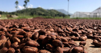 Ivory Coast Cuts Cocoa Farmgate Price by 57% for New Season