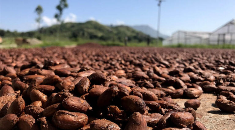 Ivory Coast Cuts Cocoa Farmgate Price by 57% for New Season