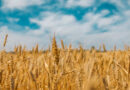 John Innes Centre Engineers Wheat Immune Receptors to Fight Blast Fungus on Multiple Fronts