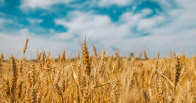John Innes Centre Engineers Wheat Immune Receptors to Fight Blast Fungus on Multiple Fronts