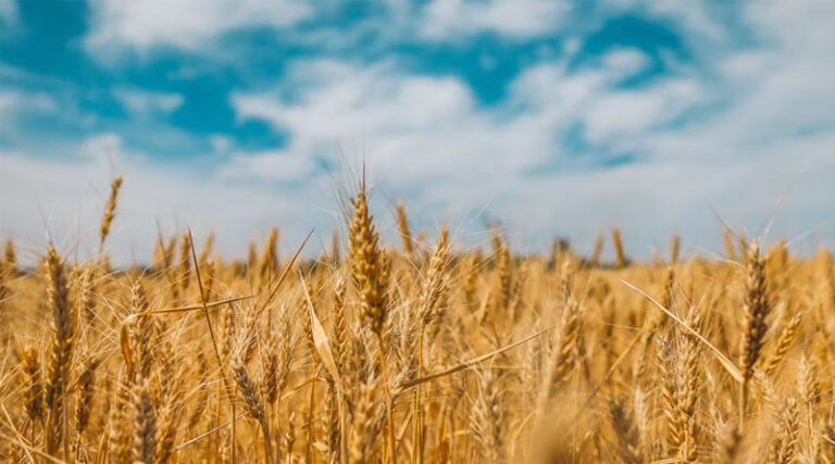 John Innes Centre Engineers Wheat Immune Receptors to Fight Blast Fungus on Multiple Fronts