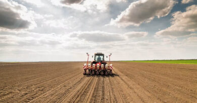 Kansas Farmers Expand Perennial Grain Kernza as Extreme Weather Reshapes Planting Decisions Kansas Farmers Expand Perennial Grain Kernza as Extreme Weather Reshapes Planting Decisions