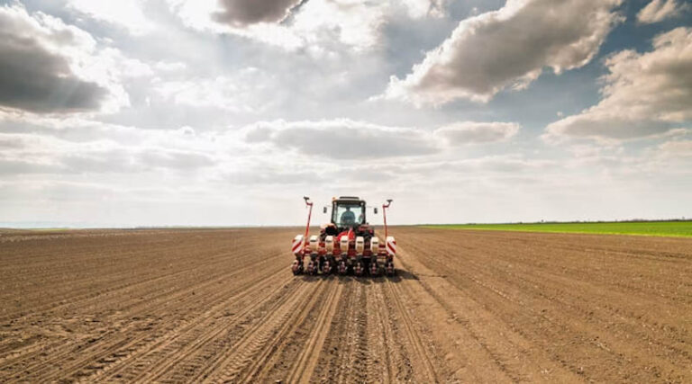 Kansas Farmers Expand Perennial Grain Kernza as Extreme Weather Reshapes Planting Decisions