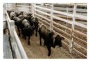 Lower Ground Beef Import Tariffs Does Little For Australian Beef