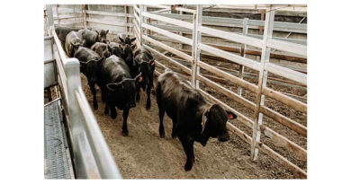 Lower Ground Beef Import Tariffs Does Little For Australian Beef