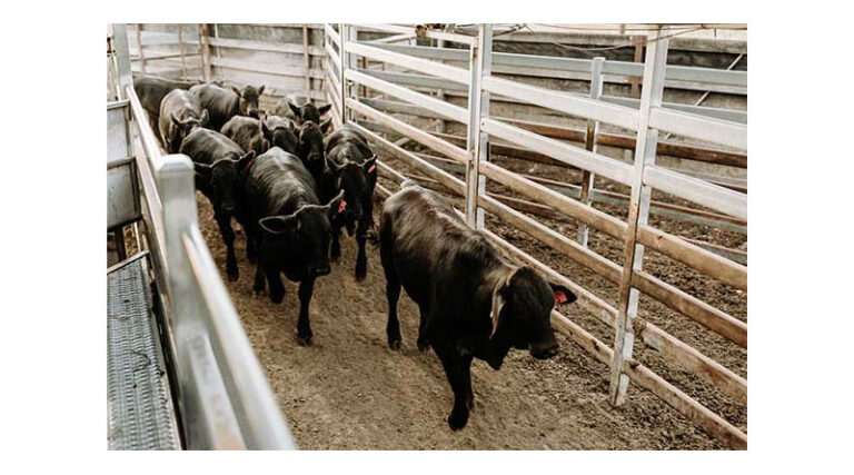 Lower Ground Beef Import Tariffs Does Little For Australian Beef